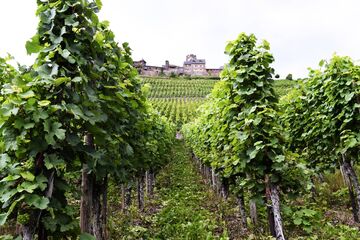 Weingut Löhr in Alken an der Mosel - Weinberge